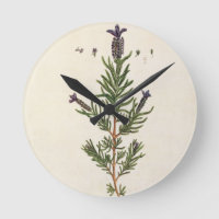 A lavanda francesa, chapeia 241 'de um Herbal