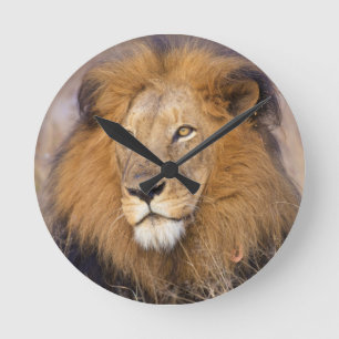 Relógio Redondo A portrait of a Lion looking into the distance