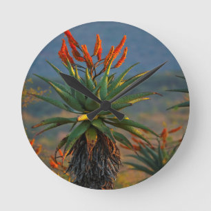 Relógio Redondo Aloe da Montanha (Aloe Marlothii Berger) 2