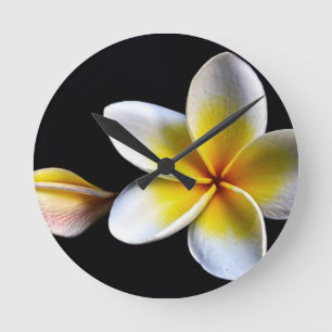 Relógio Redondo Aloha o Frangipani havaiano floresce Plumerias
