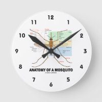 Anatomia De Mosquito (Entomologia)