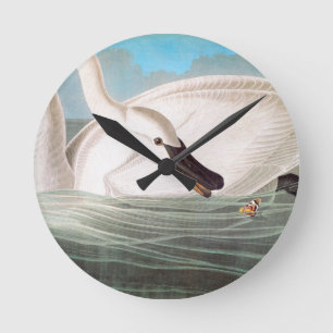 Relógio Redondo Audubon: Cisne de trompetista