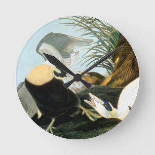 Relógio Redondo Audubon: Pato de êider