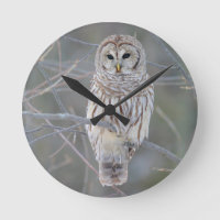 Barred Owl Strix Varia