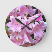 Belladonna Amaryllis Lilies, Cor-de-Rosa