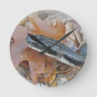 Black Rat Snake - Elaphe obsoleta obsoleta