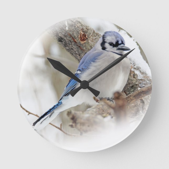 Relógio Redondo Blue Jay na neve do inverno (Frente)
