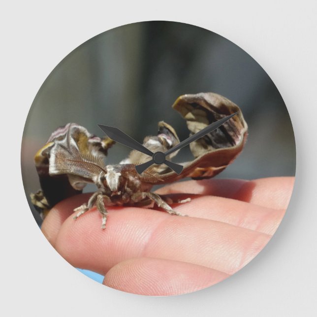 Relógio Redondo Brutal de Foto Inseto Bebê Borbole (Frente)