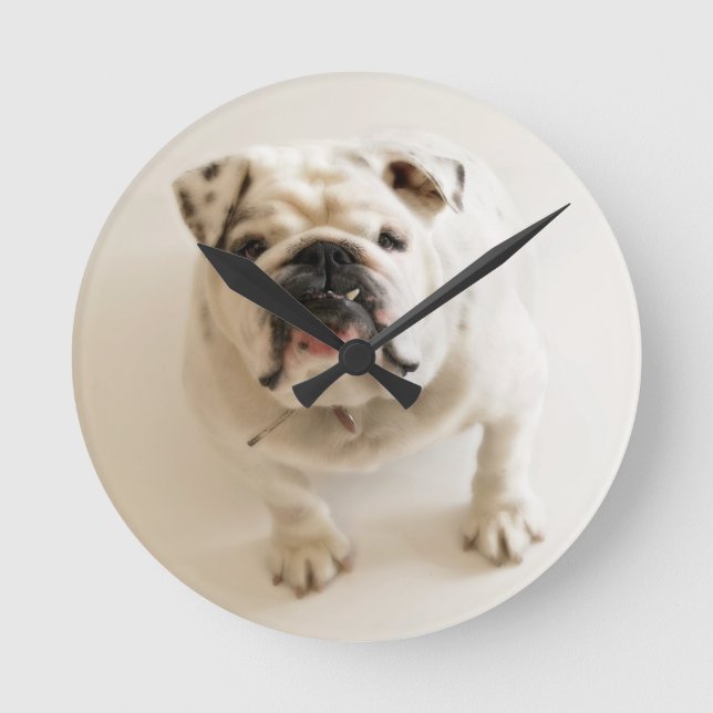 Relógio Redondo Bulldog Muito Bonito (Frente)