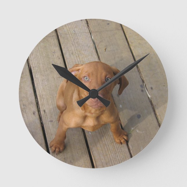Relógio Redondo cachorro vizsla (Frente)
