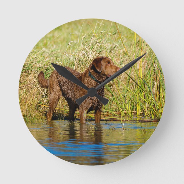 Relógio Redondo Chesapeake Bay Retriever Hunting Dog Wall Clock (Frente)