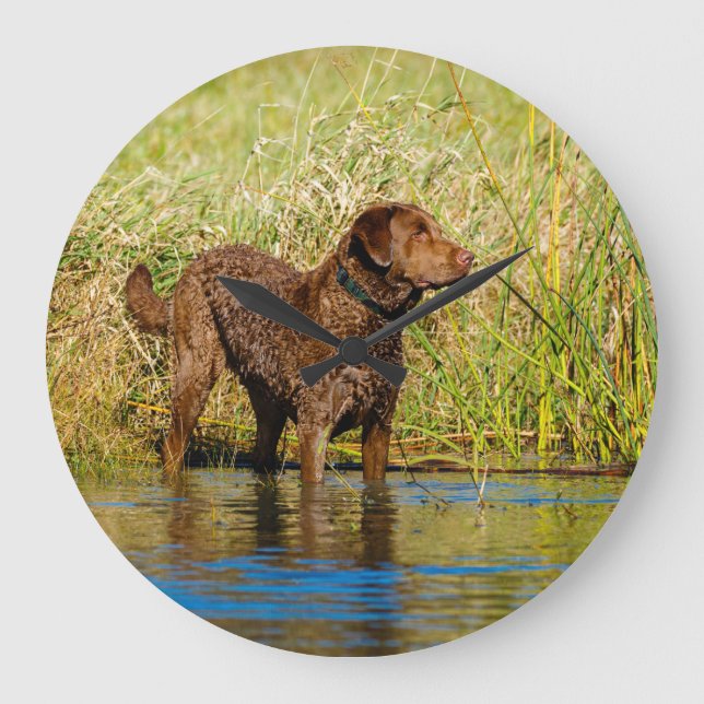 Relógio Redondo Chesapeake Bay Retriever Hunting Dog Wall Clock (Frente)