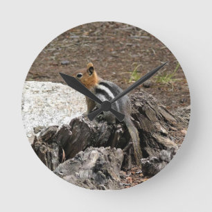 Relógio Redondo Chipmunk em Yosemite, Califórnia