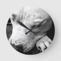 cicatriz do harry potter cachorro pit bull branco