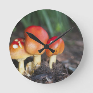 Relógio Redondo cogumelo da família Amanita