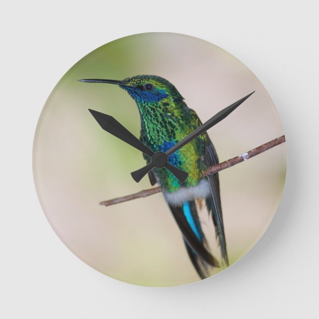 Relógio Redondo Colibri verde da Violeta-orelha (Frente)