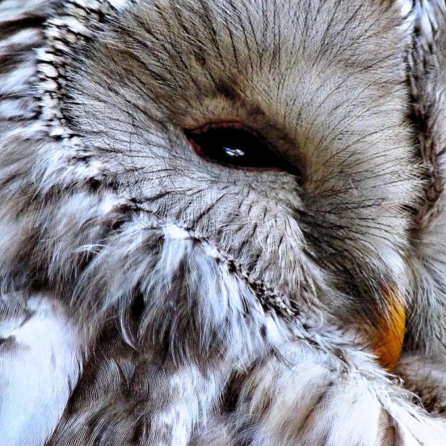RELÓGIO REDONDO CORUJA (A beautiful owl just keeping an eye on things. )