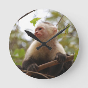 Relógio Redondo Curioso Capuchin, macaco costa-riquenho