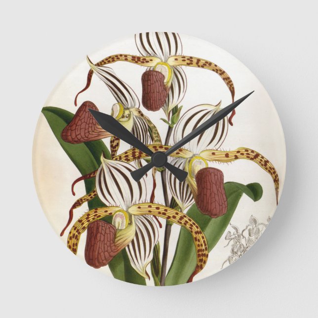 Relógio Redondo Cyprepedium Stonei Vintage Lindenia Orchid (Frente)