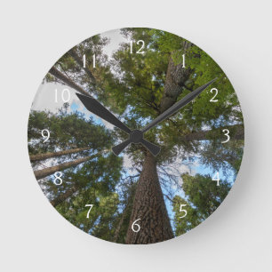 Relógio Redondo dossel da árvore Douglas Fir
