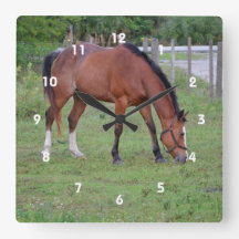 equídeo castanho e equino branco