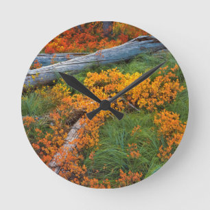 Relógio Redondo EUA, Oregon, Floresta Nacional de Willamette