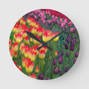 Relógio Redondo EUA, Washington. Tulipas Blooming 2