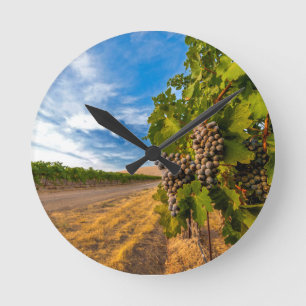 Relógio Redondo EUA, Washington, Vale de Yakima. Uvas Merlot