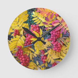 Relógio Redondo EUA, Washington, Western Mountain Ash, Okanogan