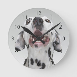 Relógio Redondo Feche acima de um cão Dalmatian