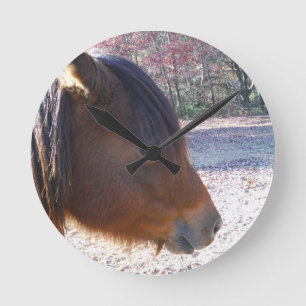 Relógio Redondo Feche acima do cavalo de Brown, pônei pequeno de