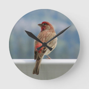 Relógio Redondo Finch Vermelho Verificando a Vista.