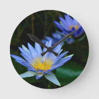 Flores e significado de lótus bonitas