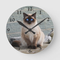 Fluffy Siamese Cat com olhos azuis
