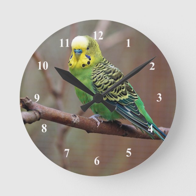 Relógio Redondo Foto do periquito verde bonito (Frente)