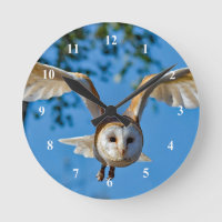 Foto do Voo Barn Owl