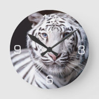 Fotografia branca do tigre de Bengal