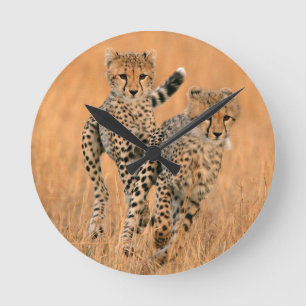 Relógio Redondo Funcionamento novo das chitas (Acinonyx Jubatus)
