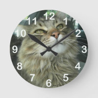 Gatinho Maine Coon