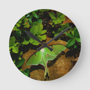 Relógio Redondo Giant Green Luna moth