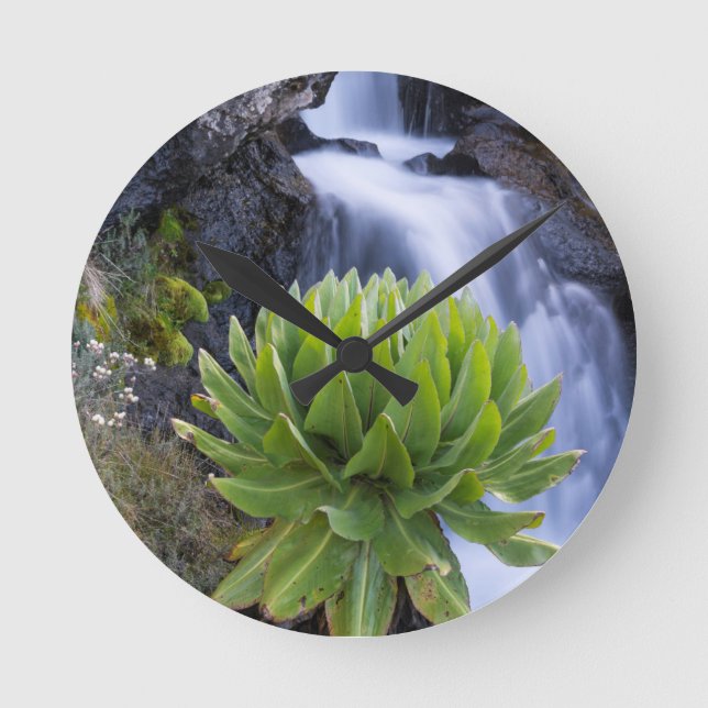 Relógio Redondo Giant Groundsel Ou Dendrosenecio 2 (Frente)