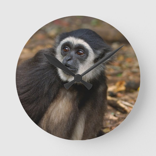 Relógio Redondo Gibbon Branco-Entregue (Lar) do Hylobates, (Frente)