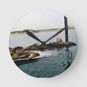 Relógio Redondo Harbor Seals, Morro Bay, Califórnia