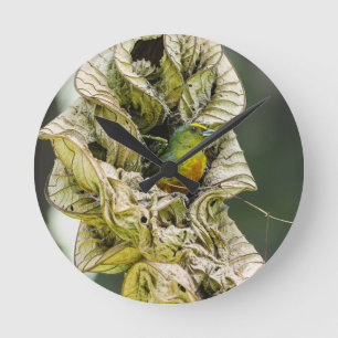 Relógio Redondo Harmonia Colorida Belizena: Foto da Euphonia Olive