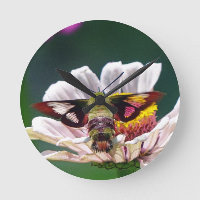 Relógio Redondo Hummingbird Moth (Frente)