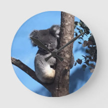 Koala giro numa árvore com fundo azul