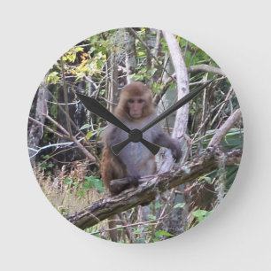 Relógio Redondo macaco de macaque do rhesus 001a