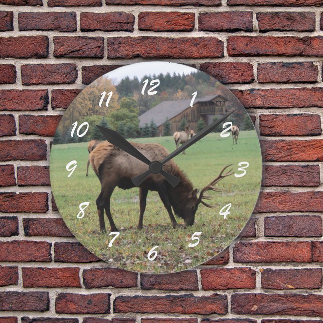 Relógio Redondo Male Elk Fotografia Antlers Campo Outono (Photograph of male elk grazing in grassy field by barn in fall on a wall clock.)