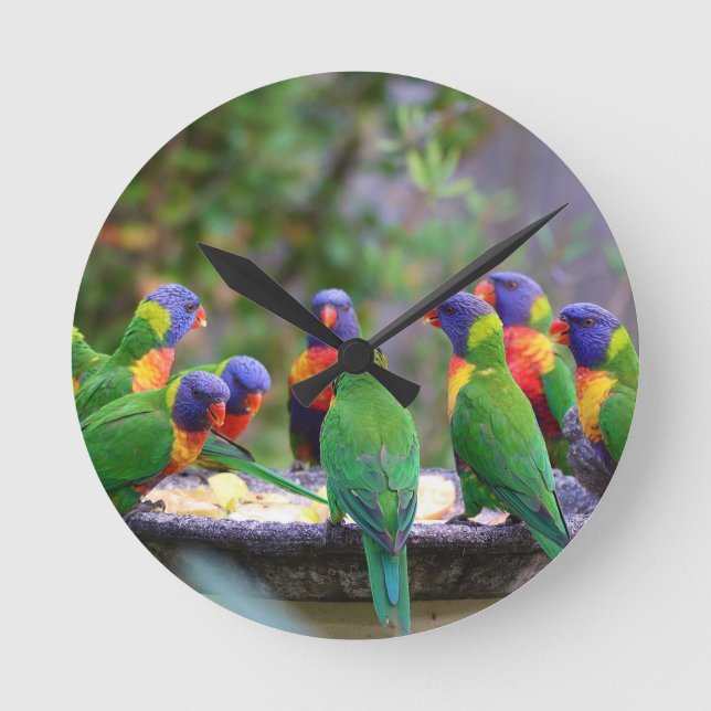 Relógio Redondo Papagaios Lorikeet de Arco-Íris Colorido Comendo (Frente)