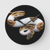 pitão da bola do animal malhado
